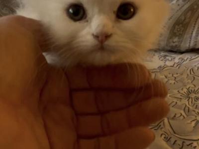 Maya - Munchkin - Gallery Photo #1