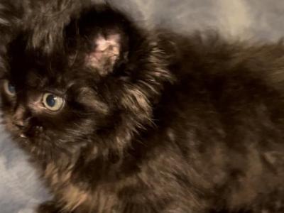 Mika The Minuet - Munchkin - Gallery Photo #1