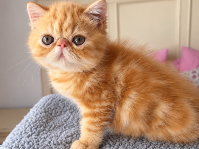 Beautiful Persian And Exotic Kittens - Exotic - Gallery Photo #1