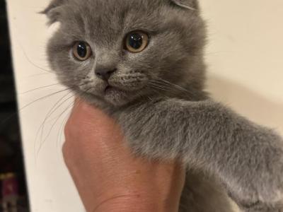 Biscuit - Scottish Fold - Gallery Photo #1