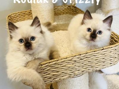 Kodiak And Grizzly - Ragdoll - Gallery Photo #1