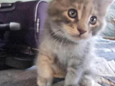 Wendy Sue - Maine Coon - Gallery Photo #1