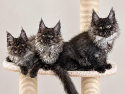 Litter W - Maine Coon - Gallery Photo #1