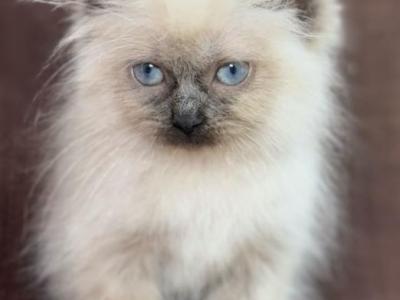 Ragdoll - Ragdoll - Gallery Photo #1