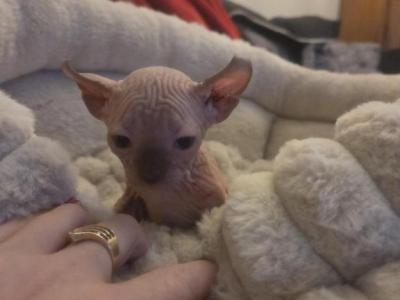 Syrax - Sphynx - Gallery Photo #1