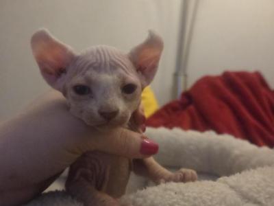 Elf Female White - Sphynx - Gallery Photo #1