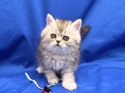Silver Boy Ozark Missouri - Exotic - Gallery Photo #1
