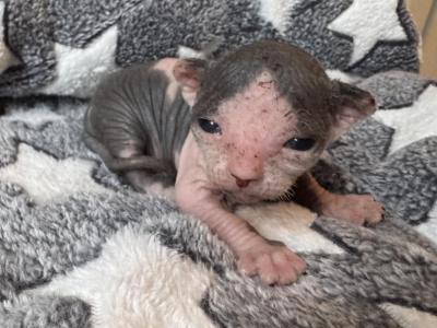 Star Sphynx - Sphynx - Gallery Photo #1