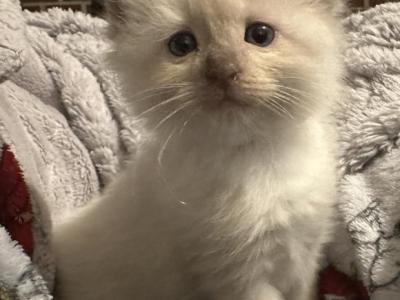 Woody - Ragdoll - Gallery Photo #1
