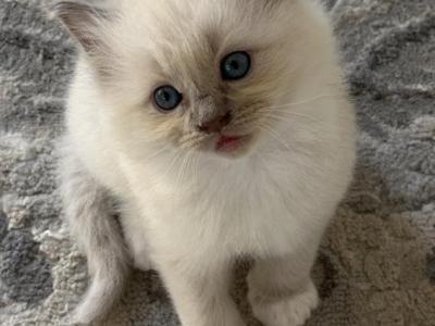 Winnie - Ragdoll - Gallery Photo #1