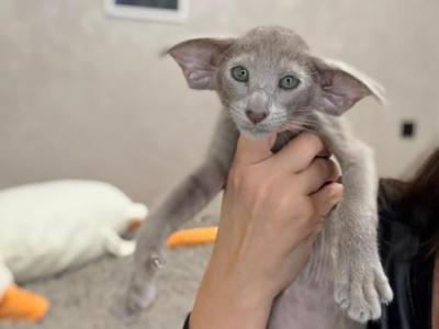 Oriental Shorthair Lilac - Oriental - Gallery Photo #1