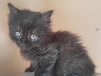 Long Hair Female Kitten - American Longhair - Gallery Photo #1