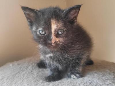 Tortoiseshell Kitten - American Longhair - Gallery Photo #1