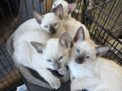 COMPANION CATS - Siamese - Gallery Photo #1