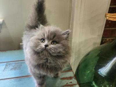 Rain Fluffy Munchkin - Minuet - Gallery Photo #1