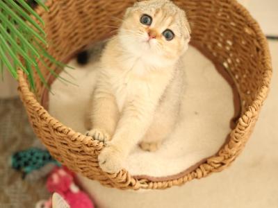 Sonia - Scottish Fold - Gallery Photo #1