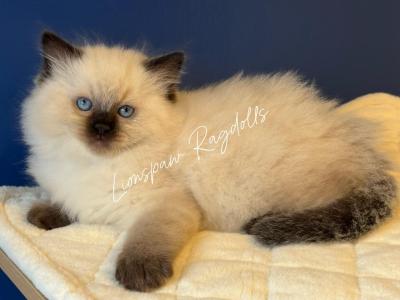 Seal Point Female - Ragdoll - Gallery Photo #1