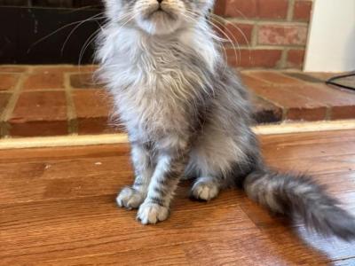 Wednesday Black Silver Tabby - Maine Coon - Gallery Photo #1
