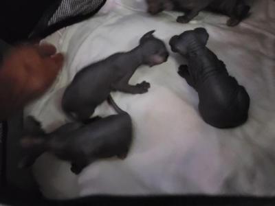 Nikola - Sphynx - Gallery Photo #1