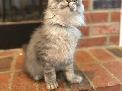 Xavier Black Silver Tabby - Maine Coon - Gallery Photo #1