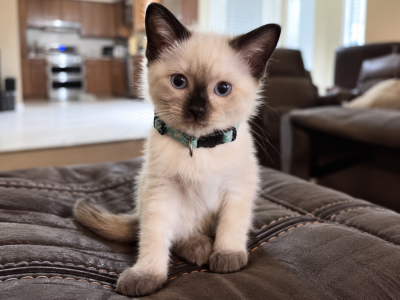 COOKIE - Siamese - Gallery Photo #1