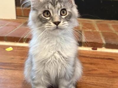 Tyler Black Silver Tabby - Maine Coon - Gallery Photo #1