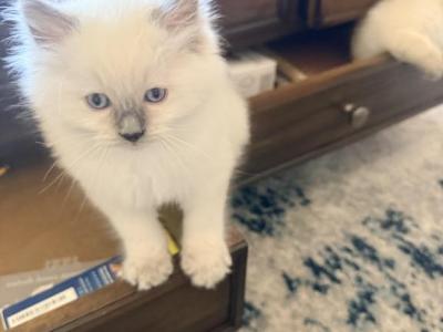 Ragdoll Cuteness - Ragdoll - Gallery Photo #1