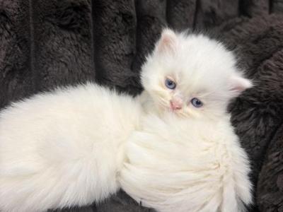 Ragdoll Litter 1 - Ragdoll - Gallery Photo #1