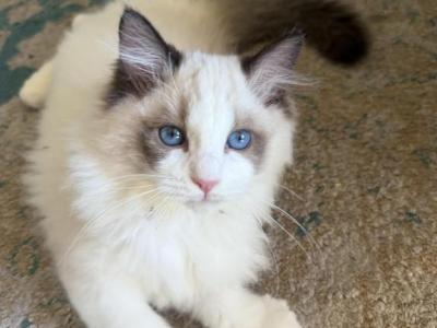 Bambi - Ragdoll - Gallery Photo #1
