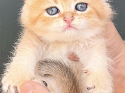 Scottish Fold - Scottish Fold - Gallery Photo #1