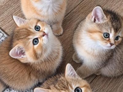 Litter S - British Shorthair - Gallery Photo #1