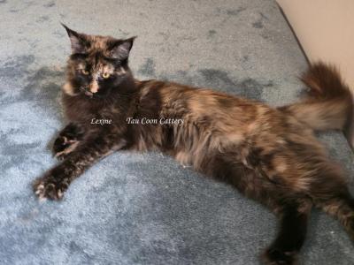 Lexine Tortie - Maine Coon - Gallery Photo #1