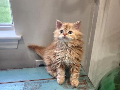 Leo Selkirk Rex Male - Selkirk Rex - Gallery Photo #1