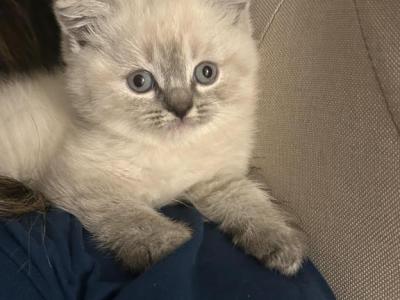 White Scottish Fold - Scottish Fold - Gallery Photo #1