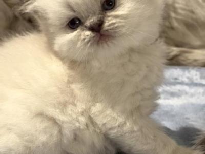 Priscillas Litter - Himalayan - Gallery Photo #1