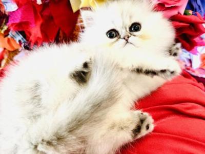 Princess Lala - Persian - Gallery Photo #1