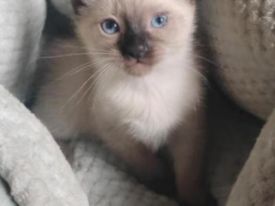 Siamese Seal Point Female - Siamese - Gallery Photo #1