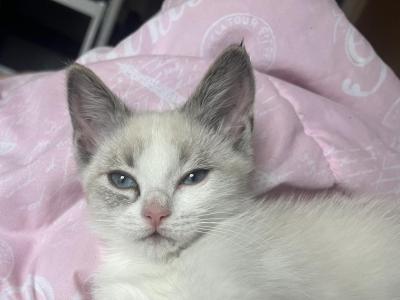Ragameses - Ragdoll - Gallery Photo #1