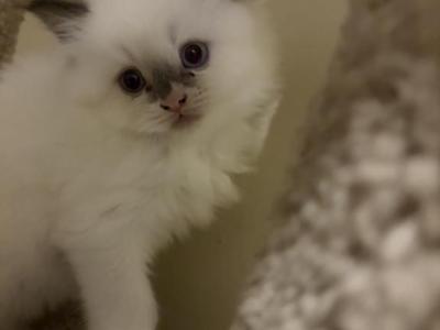 Halo - Ragamuffin - Gallery Photo #1