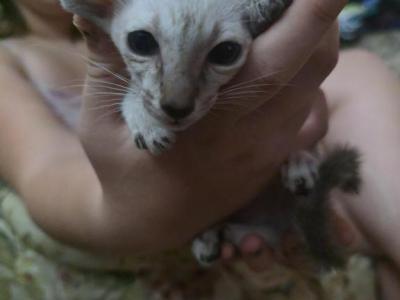 TsuTi - Siamese - Gallery Photo #1