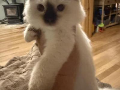 Mister - Ragdoll - Gallery Photo #1