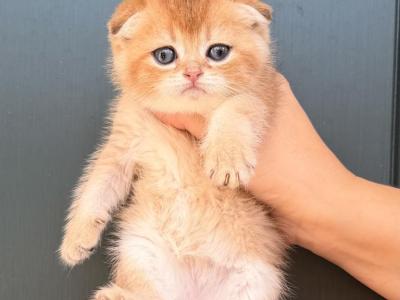 Cherry - Scottish Fold - Gallery Photo #1