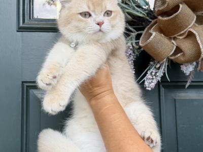 British Kittens - British Shorthair - Gallery Photo #1