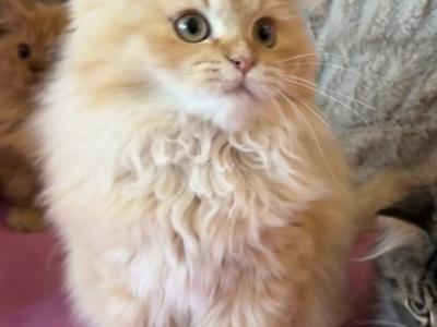 Persian Kittens - Persian - Gallery Photo #1