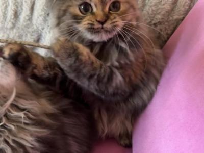 Persian Kittens - Persian - Gallery Photo #1