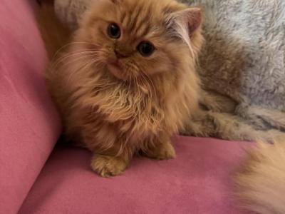Female Red Tabby Munchkin Kitten - Munchkin - Gallery Photo #1