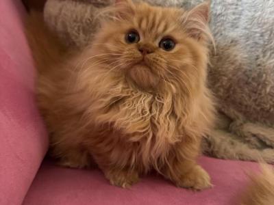Female Red Tabby Munchkin Kitten - Munchkin - Gallery Photo #1