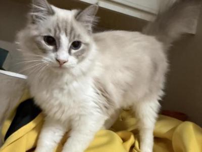 Ragdoll Siamese - Siamese - Gallery Photo #1