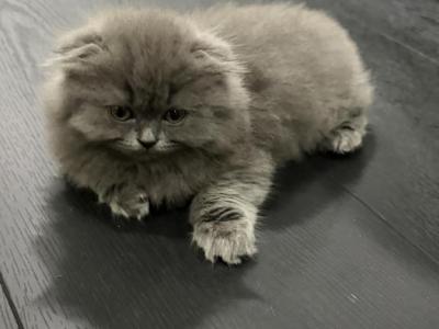 LH Gray Girl - Scottish Fold - Gallery Photo #1