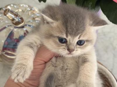 Axel Big And Chunky Blue Golden British Shorthair - British Shorthair - Gallery Photo #1